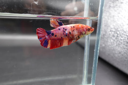 Rare Super Giant Koi Multicolors Betta Fish (Female)