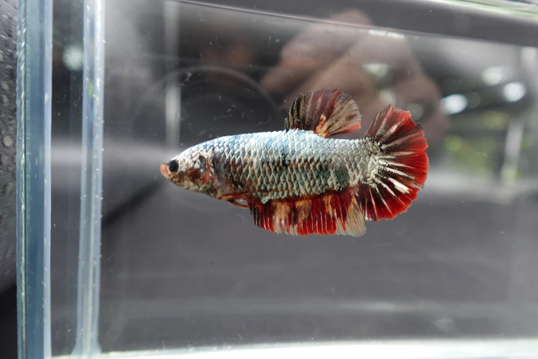 Rare Super Giant Copper Red Tail Betta Fish (Female)