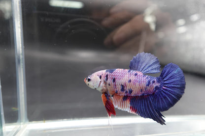 Rare Giant Multicolors Betta Fish (Male)