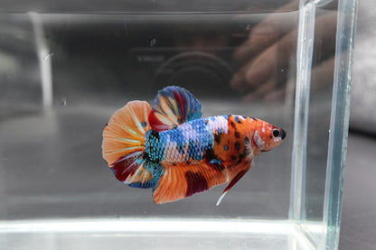 Rare Giant Multicolors Betta Fish (Male)