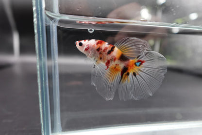 Rare Giant Halfmoon Koi Multicolors Betta Fish (Male)