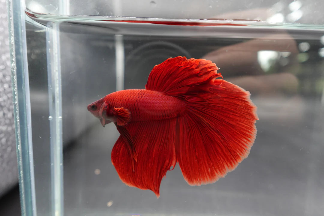 Rare Giant Halfmoon Super Red Betta Fish (Male)