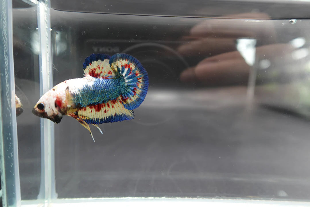 Competition grade - Vanda White Head Betta Fish (MALE)