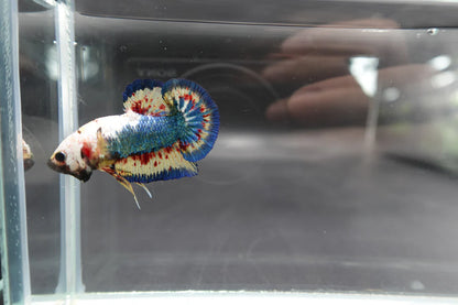 Competition grade - Vanda White Head Betta Fish (MALE)