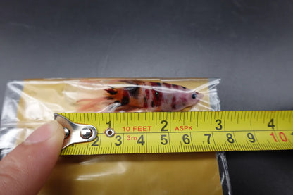 Rare Giant Halfmoon Koi Multicolors Betta Fish (Male)