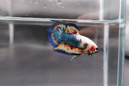 Competition grade - Vanda White Head Betta Fish (MALE)