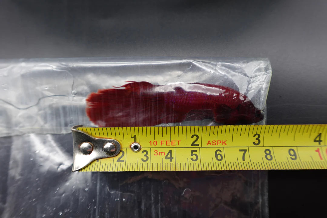 Rare Giant Halfmoon Super Red Betta Fish (Male)