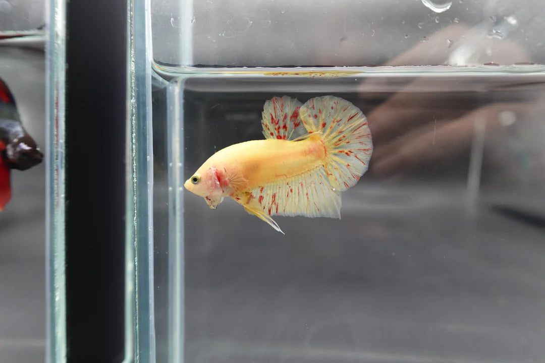 Competition grade - Vanda Betta Fish (MALE)