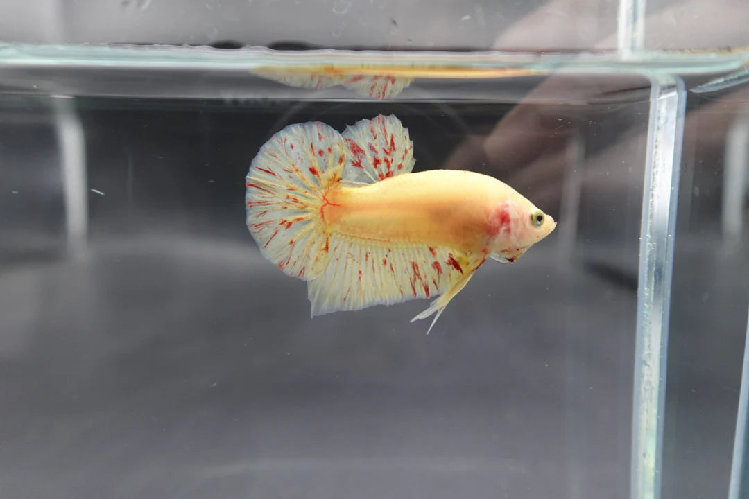Competition grade - Vanda Betta Fish (MALE)