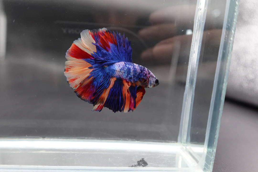 Rare Halfmoon Multicolors Betta Fish (Male)
