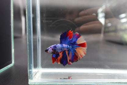 Rare Halfmoon Multicolors Betta Fish (Male)