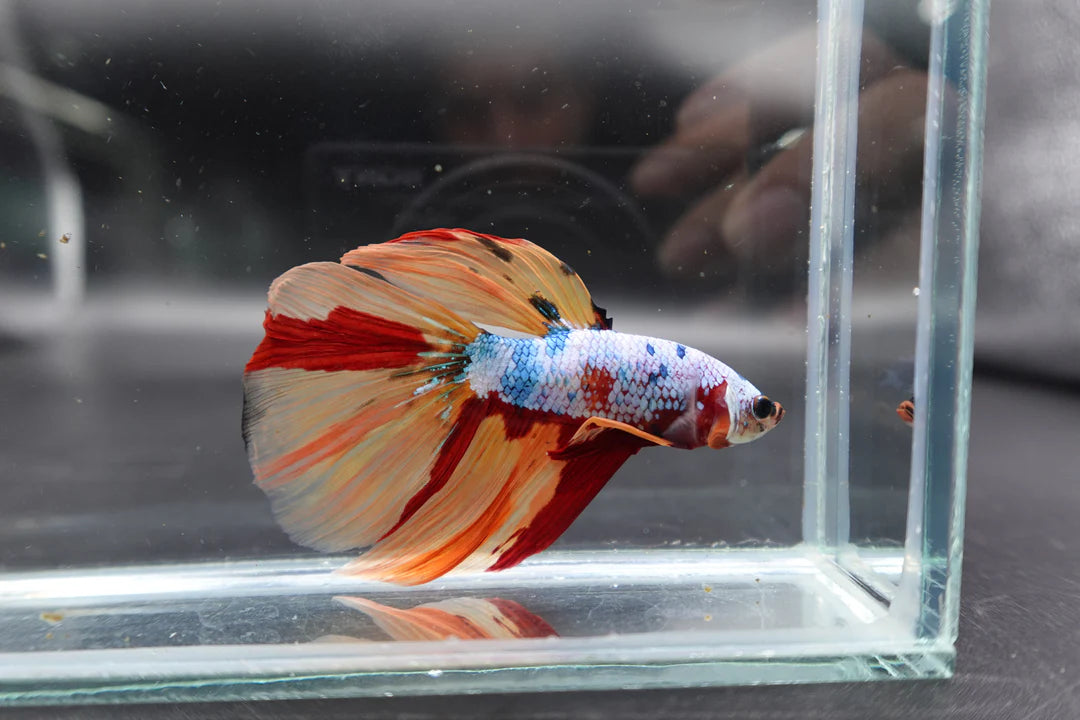 Rare Giant Halfmoon Multicolors Betta Fish (Male)