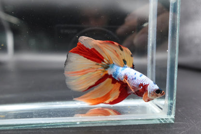 Rare Giant Halfmoon Multicolors Betta Fish (Male)