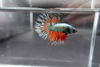 Rare Multicolors Crowntail Betta Fish (Male)