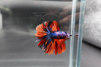 Rare Halfmoon Multicolors Betta Fish (Male)