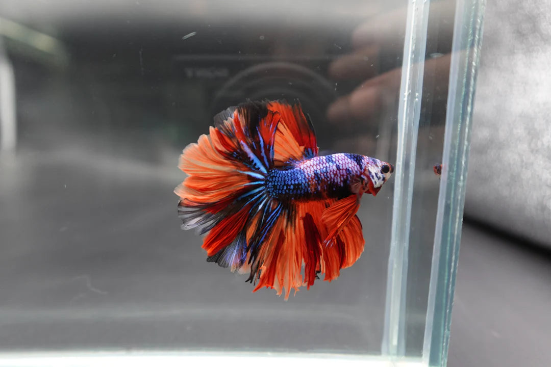 Rare Halfmoon Multicolors Betta Fish (Male)