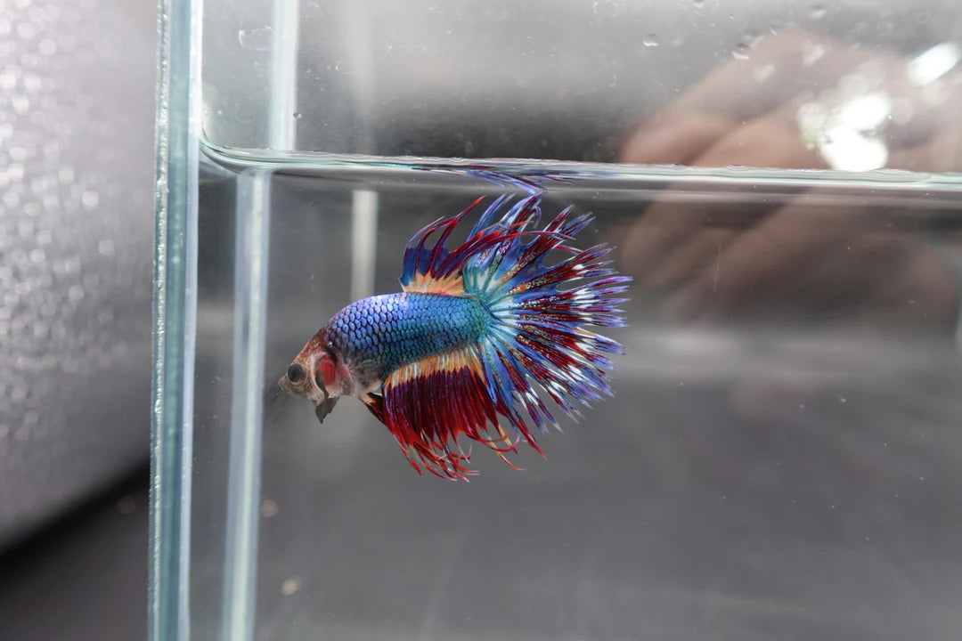 Rare Multicolors Crowntail Betta Fish (Male)