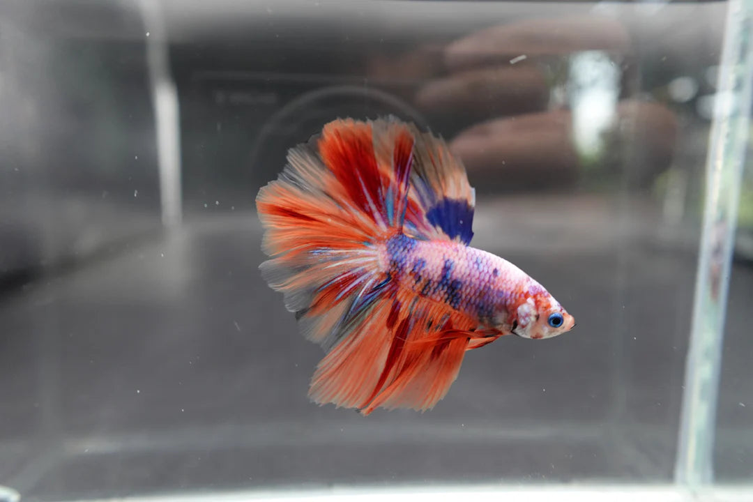 Rare Halfmoon Multicolors Betta Fish (Male)