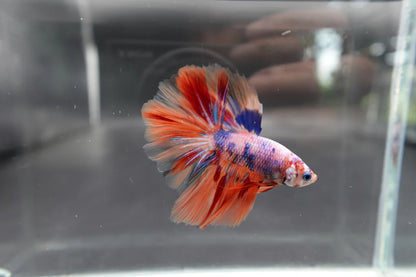 Rare Halfmoon Multicolors Betta Fish (Male)