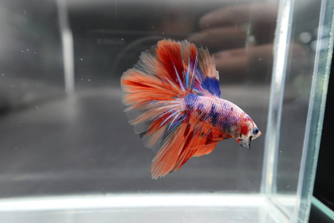 Rare Halfmoon Multicolors Betta Fish (Male)