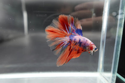 Rare Halfmoon Multicolors Betta Fish (Male)
