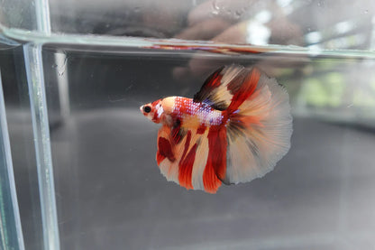 Rare Halfmoon Multicolors Betta Fish (Male) (Copy)