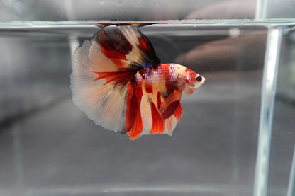 Rare Halfmoon Multicolors Betta Fish (Male) (Copy)
