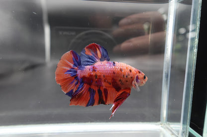 Rare Giant Multicolors Betta Fish (Male)
