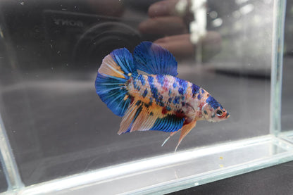 Rare Giant Multicolors Betta Fish (Male)