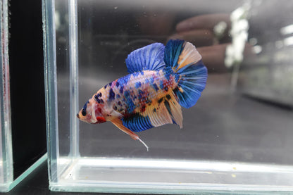 Rare Giant Multicolors Betta Fish (Male)