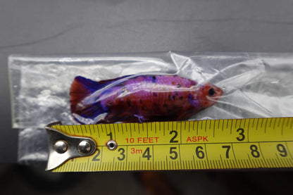 Rare Giant Multicolors Betta Fish (Male)