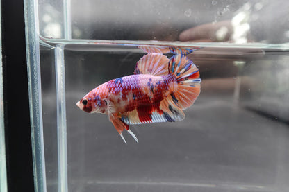 Rare Giant Multicolors Betta Fish (Male)