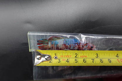 Rare Giant Multicolors Betta Fish (Male)