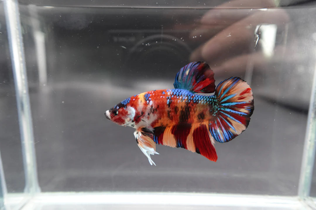 Competition Grade - Giant Multicolors Betta Fish (Male)
