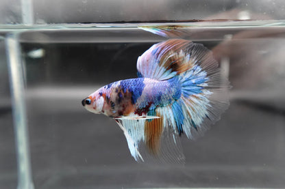 Rare Giant Halfmoon Fancy Blue Betta Fish (Male)