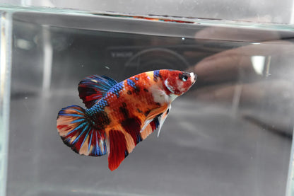 Competition Grade - Giant Multicolors Betta Fish (Male)