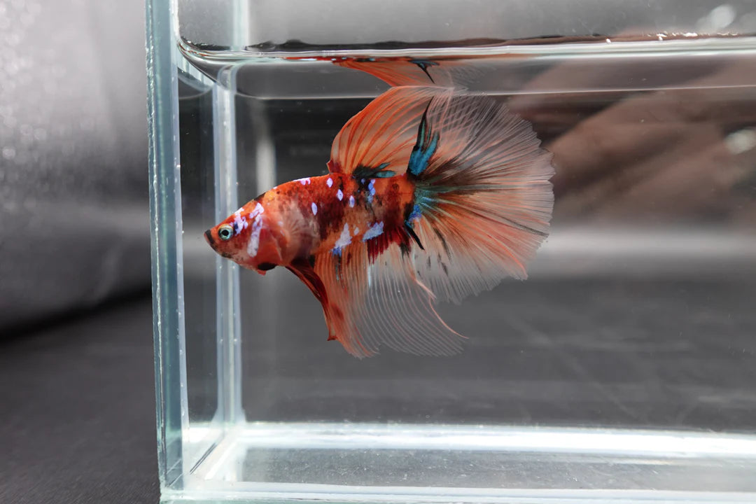 Rare Giant Halfmoon Nemo Betta Fish (Male)