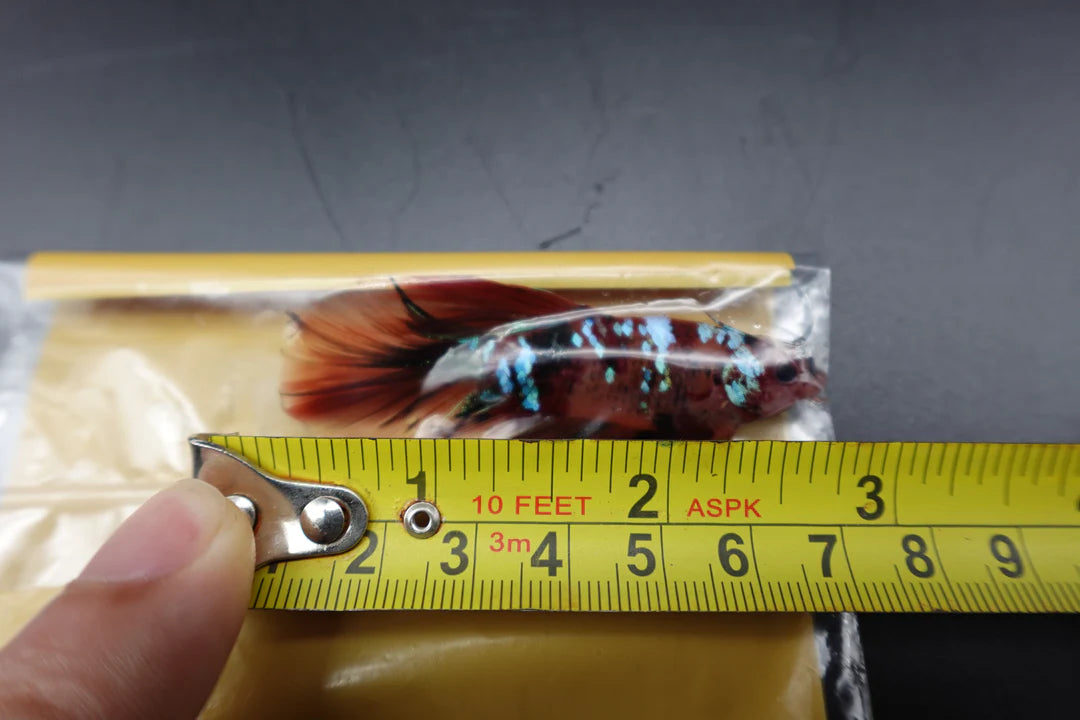 Rare Giant Halfmoon Nemo Betta Fish (Male)