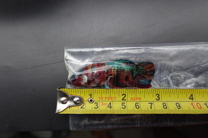 Competition Grade - Giant Multicolors Betta Fish (Male)