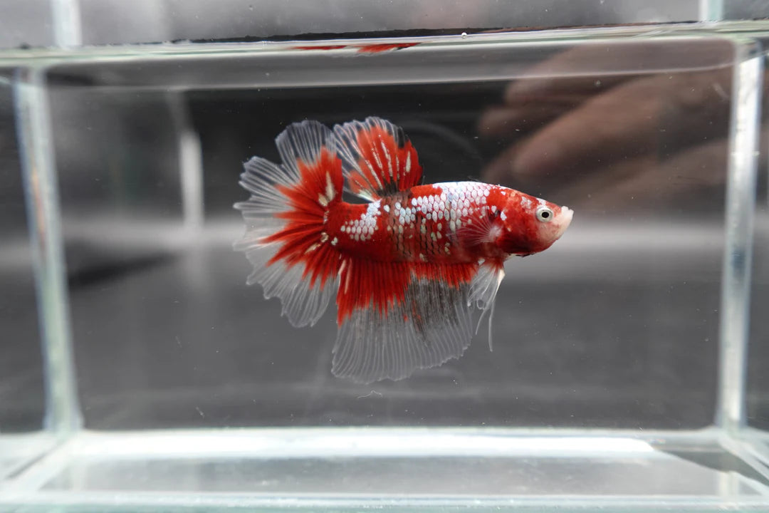 Rare Giant Halfmoon Super Red Betta Fish (Male)