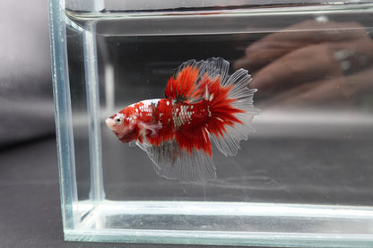 Rare Giant Halfmoon Super Red Betta Fish (Male)