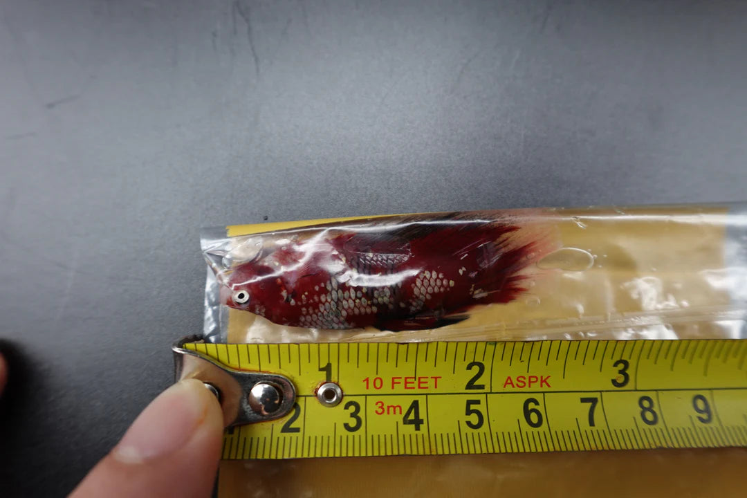Rare Giant Halfmoon Super Red Betta Fish (Male)