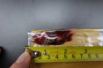 Rare Giant Halfmoon Super Red Betta Fish (Male)