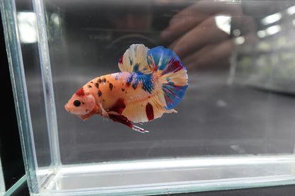 Rare Giant Multicolors Betta Fish (Male)