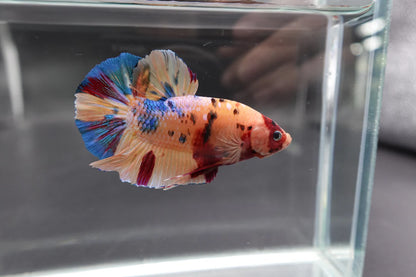 Rare Giant Multicolors Betta Fish (Male)