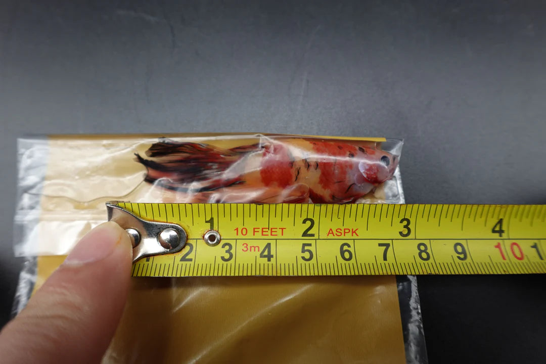 Rare Giant Halfmoon Nemo Betta Fish (Male)