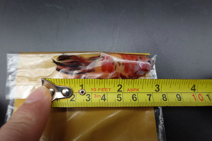 Rare Giant Halfmoon Nemo Betta Fish (Male)