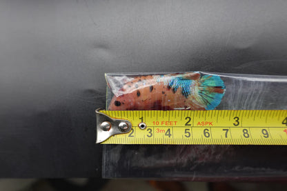 Rare Giant Multicolors Betta Fish (Male)