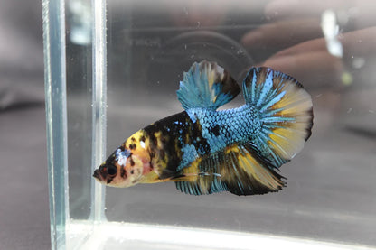 Rare Giant Yellow Tiger Betta Fish (Male)