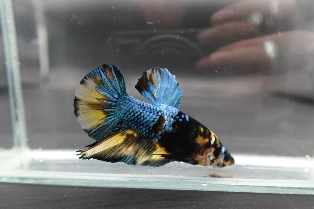 Rare Giant Yellow Tiger Betta Fish (Male)